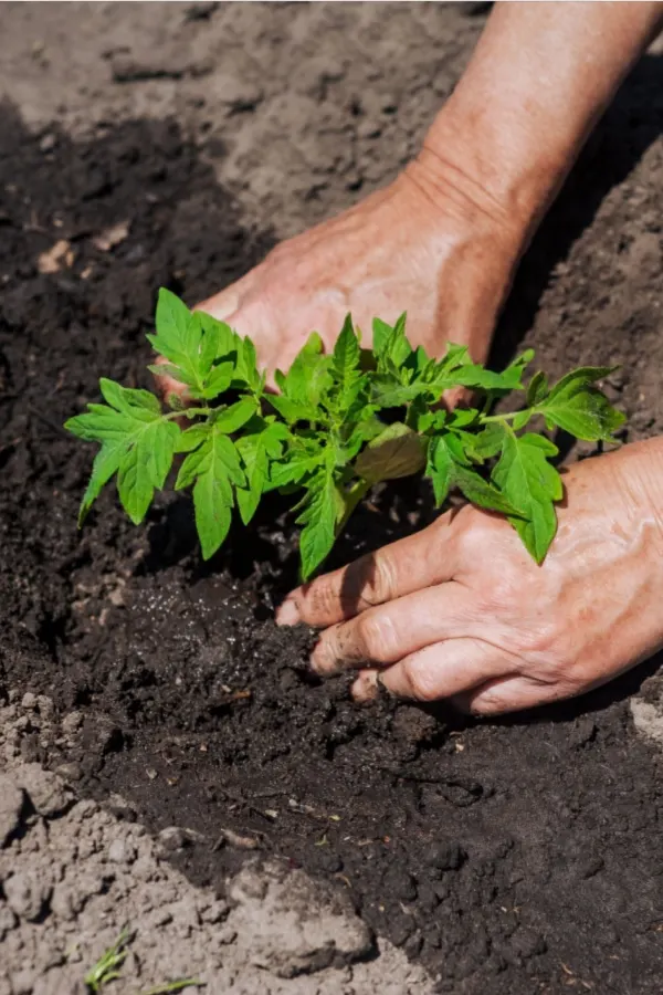 planting tomato seedling in garden with compost