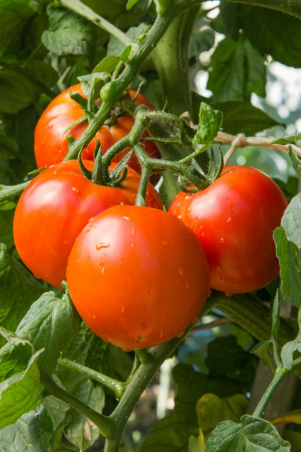 prevent tomato blossom end rot and get healthy tomatoes