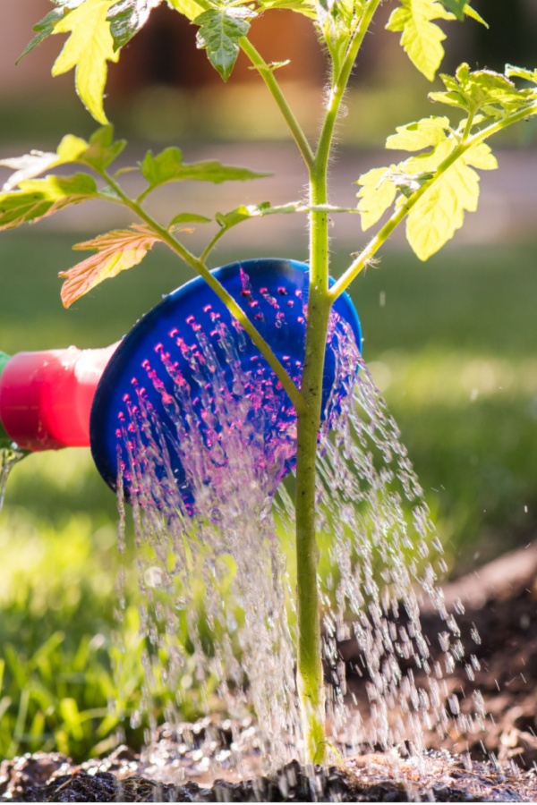 watering tomato plants at the base