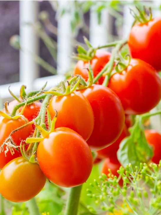 secrets to grow tomatoes in containers