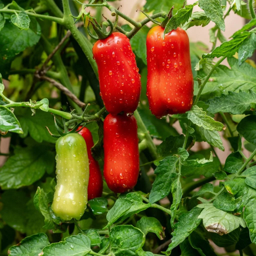 grow San Marzano tomato plants