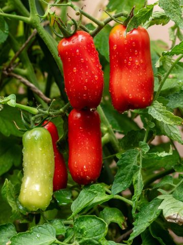 grow San Marzano tomato plants