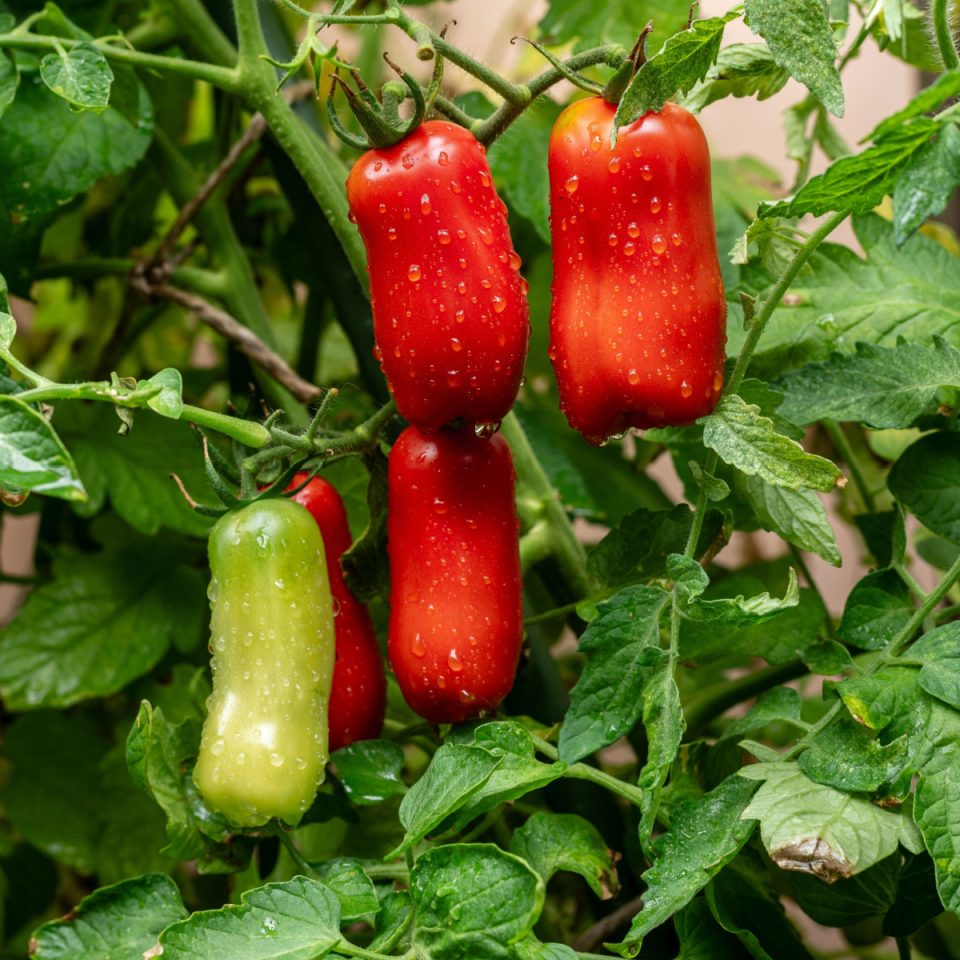 San Marzano and Rutger's tomato 🍅 plants. The one SM has 12 fruit on it currently