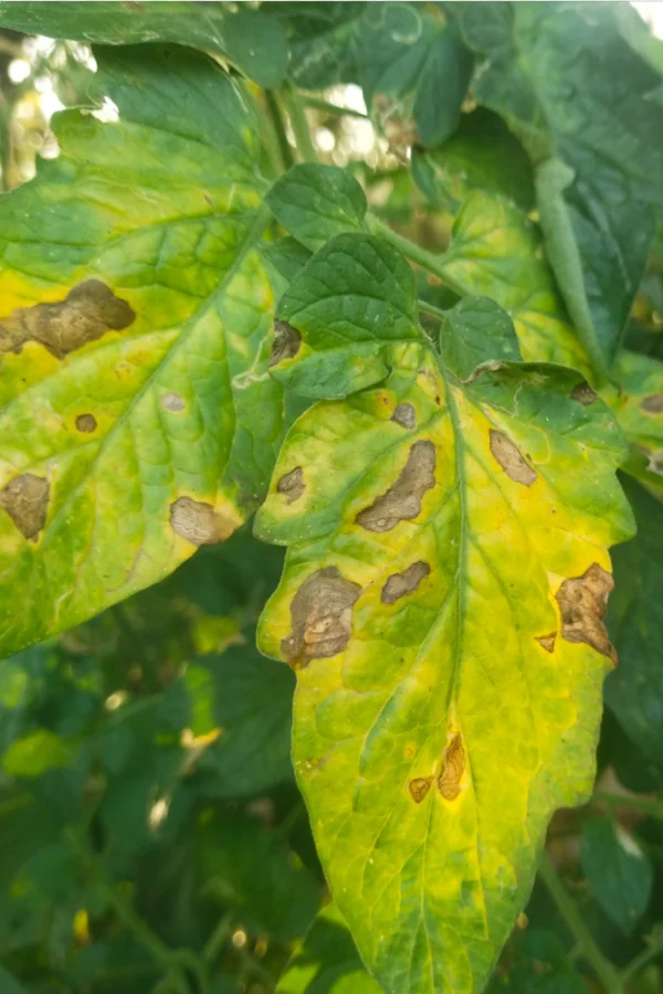 infected plant