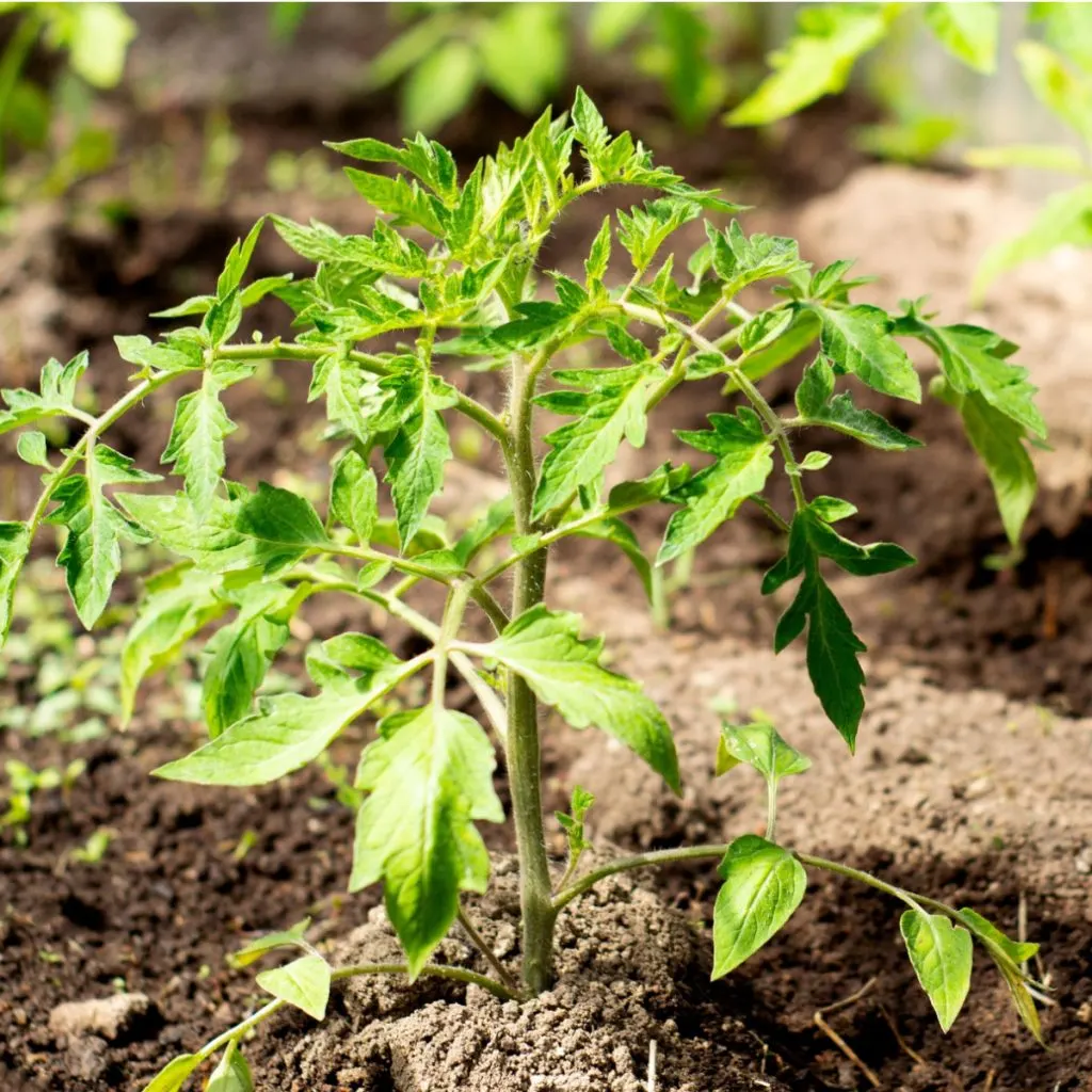 feed young tomato plants