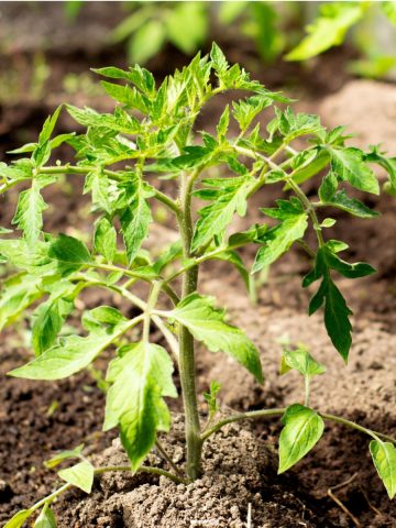 feed young tomato plants