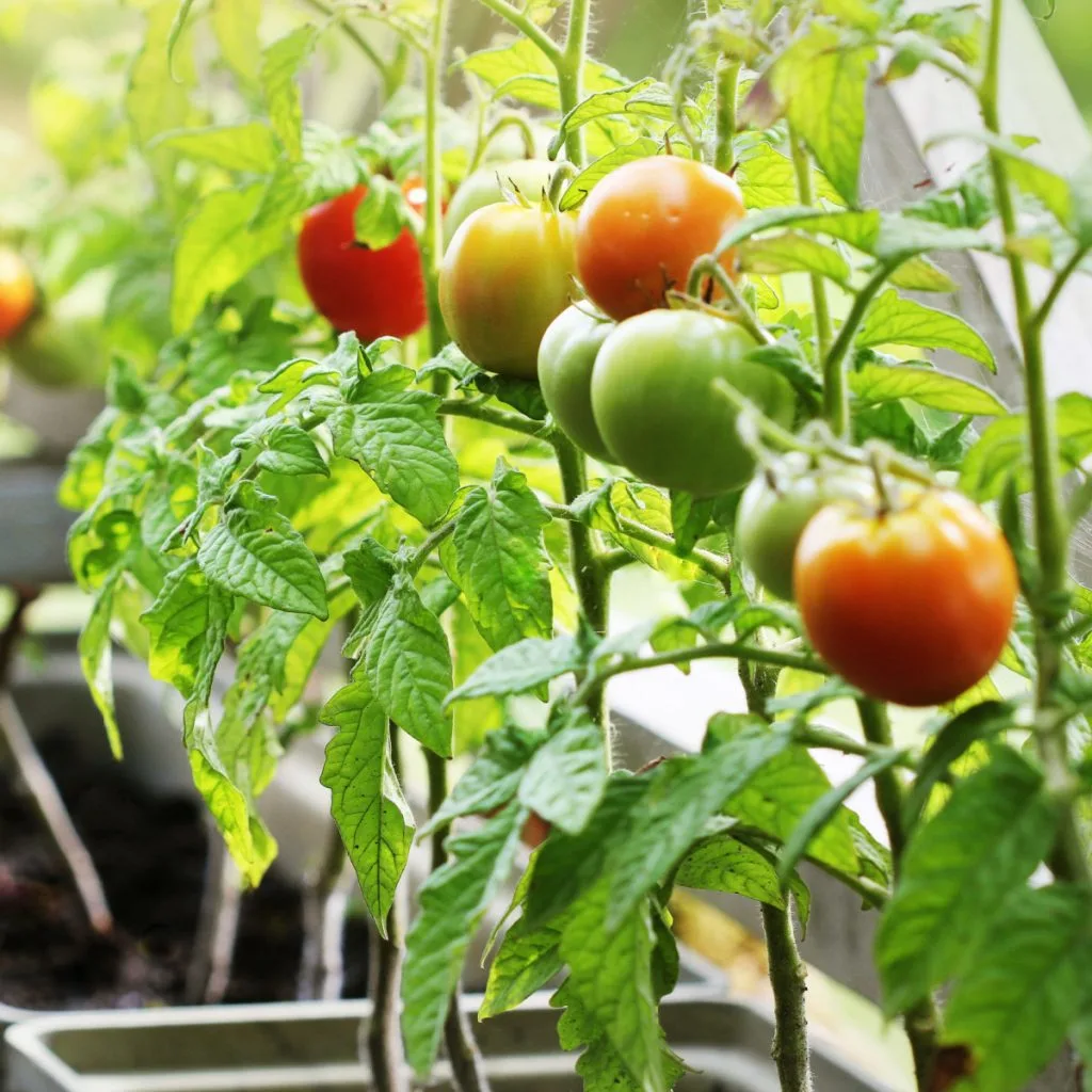 fertilize tomatoes in containers