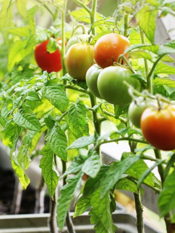 fertilize tomatoes in containers