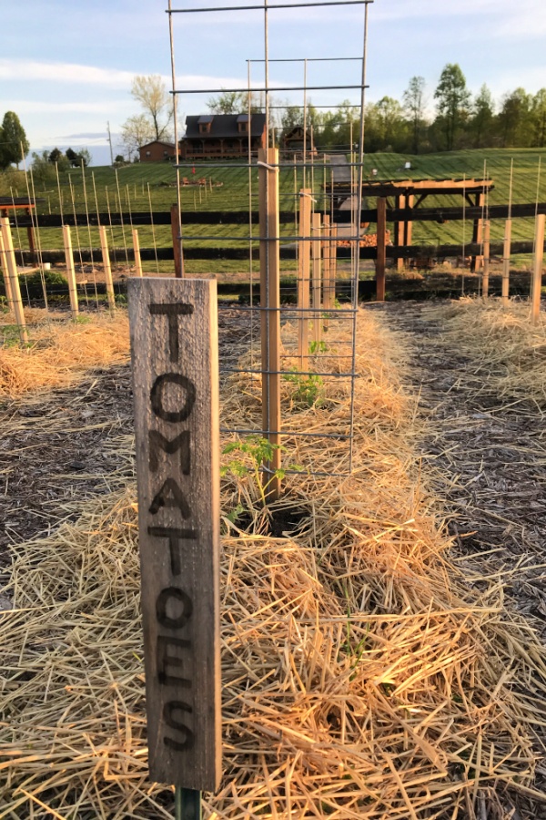 tomato mulch