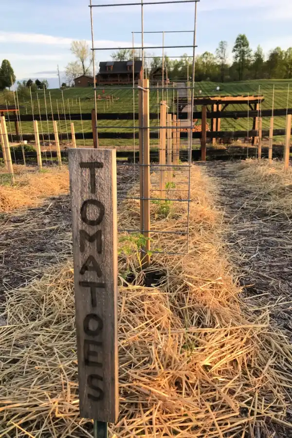 tomato mulch