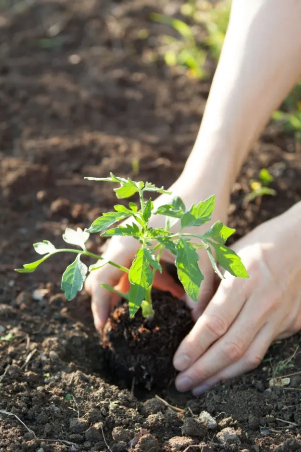 planting tomato plant