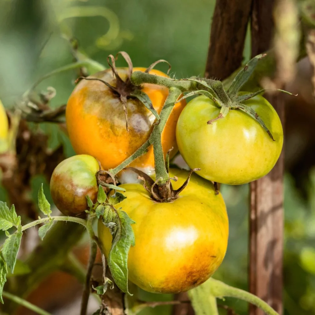 disease on plants