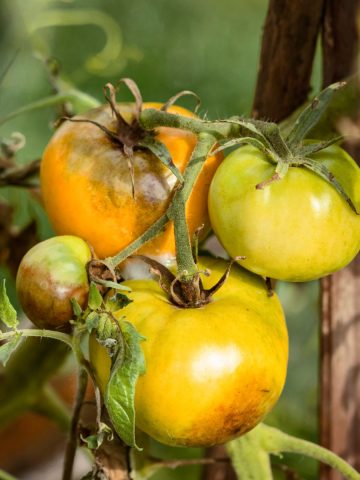 prevent tomato blight