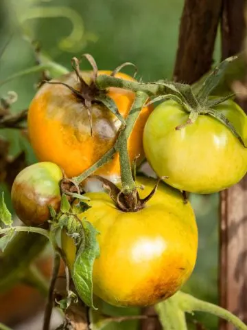 prevent tomato blight