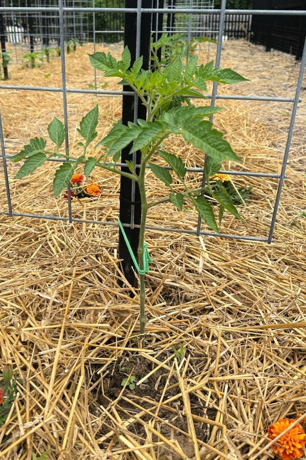 pruned tomato plant