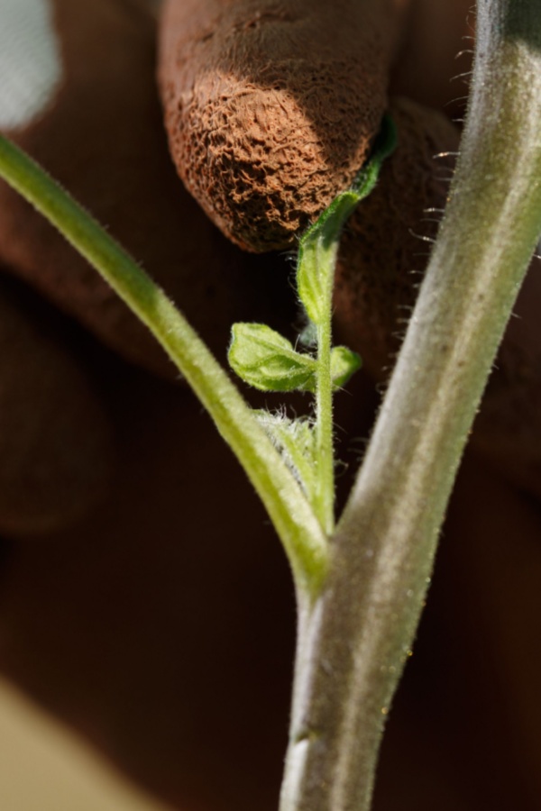 pruning sucker