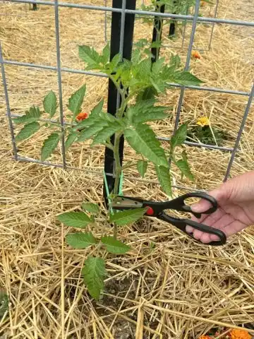 prune young tomato plant