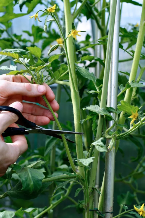 pruning tomato plants to get them to grow faster