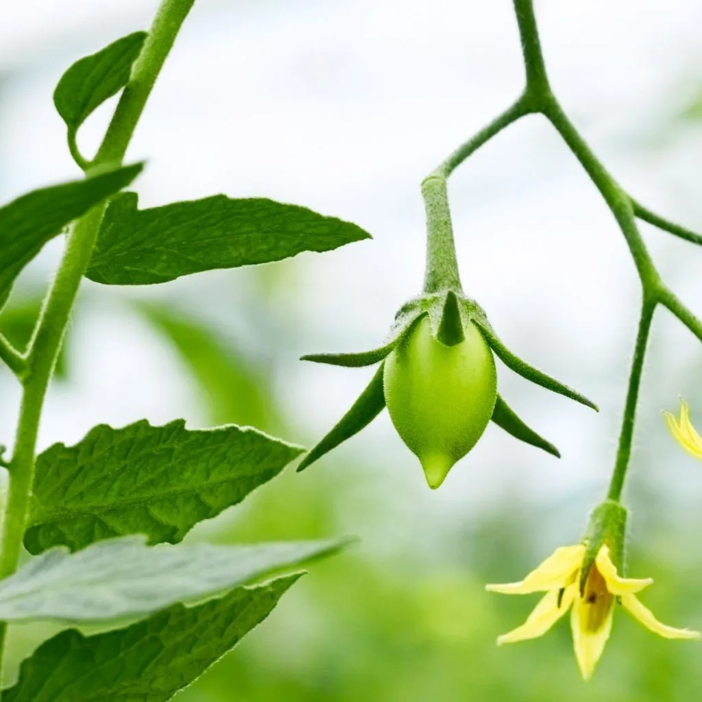 remove tomato blossoms and tomatoes