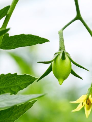 remove tomato blossoms and tomatoes