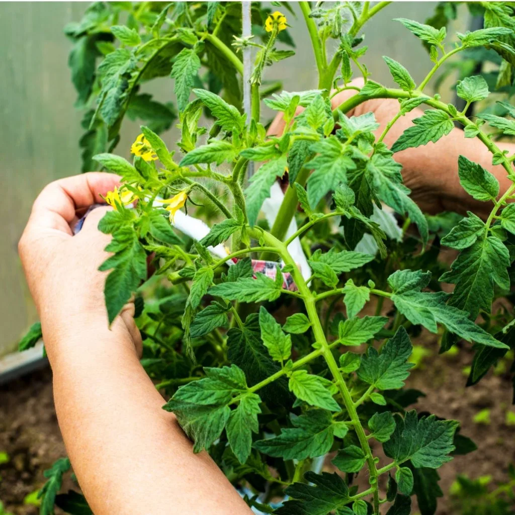 tying up tomato plants