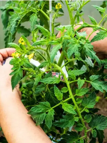 tie up tomato plants