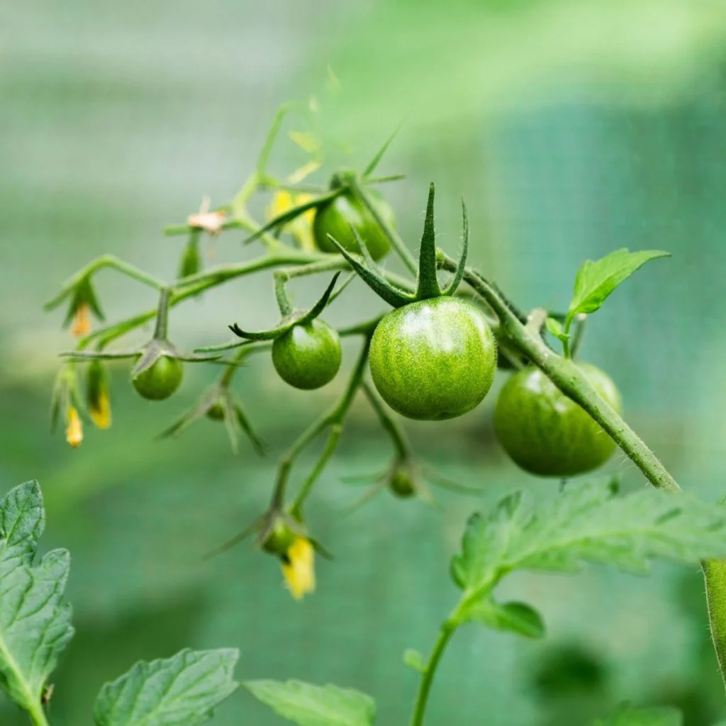 fertilize container tomatoes