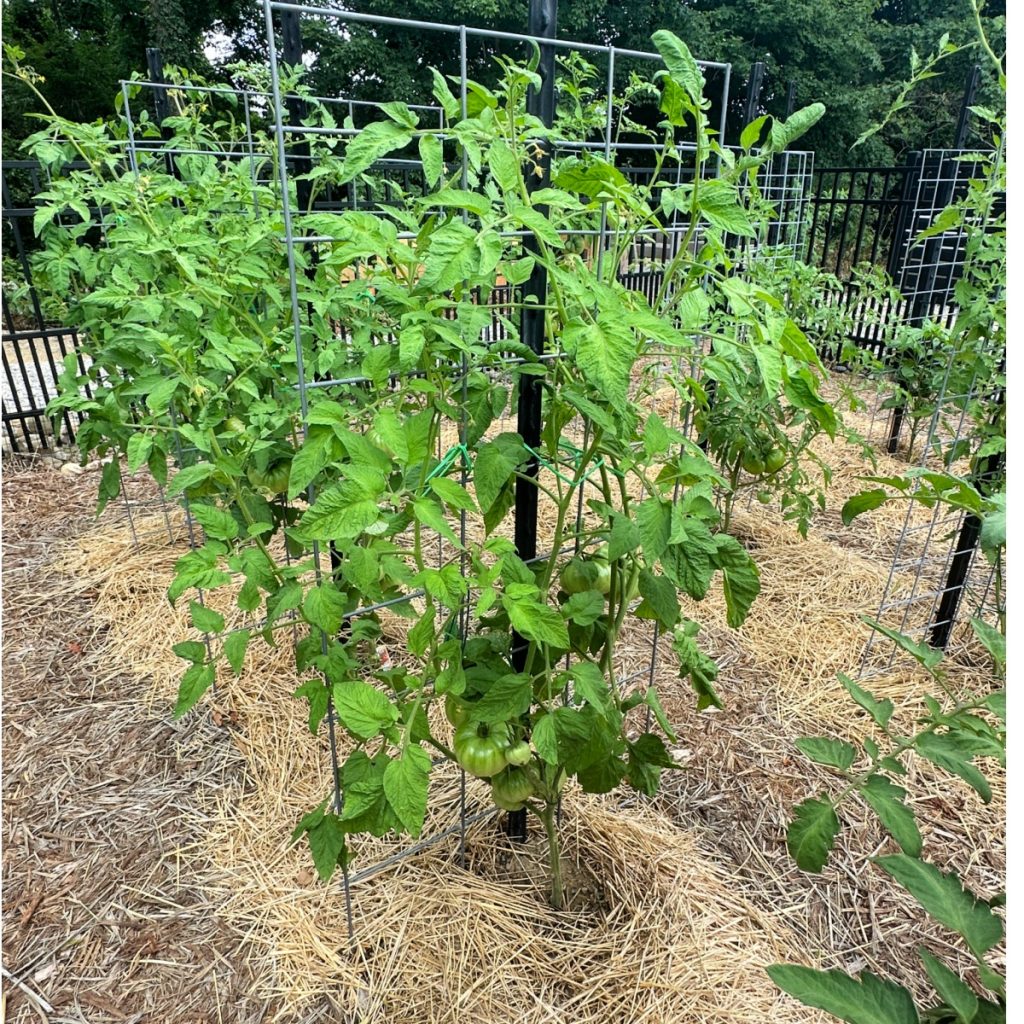 tomato plant to grow