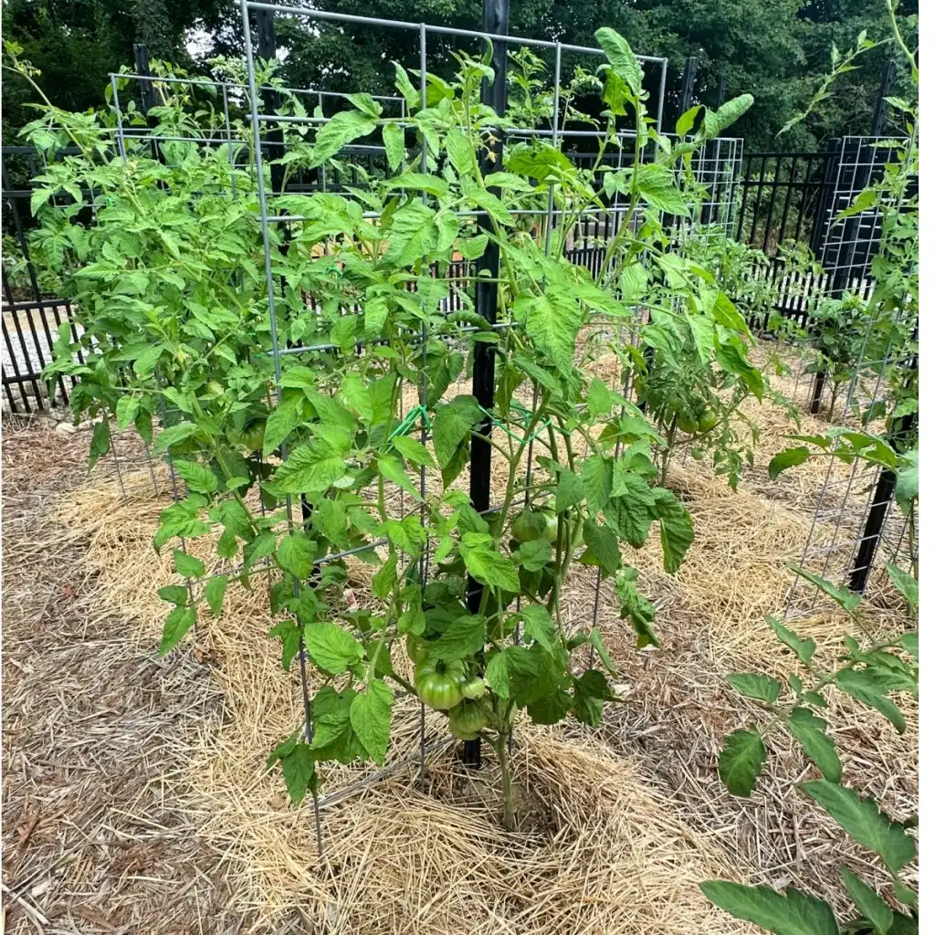 tomato plant to grow