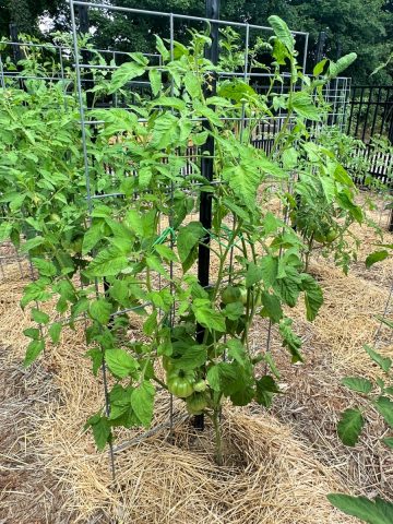 tomato plant to grow