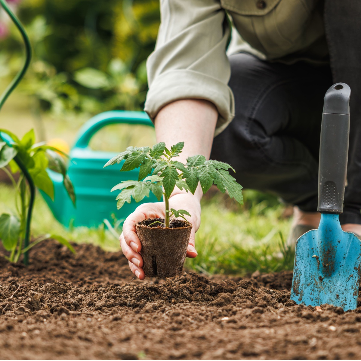 tomato-plants-archives-i-grow-tomatoes