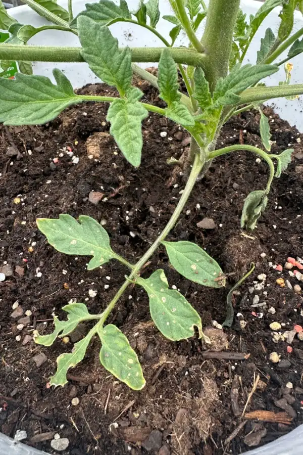 tomato stem and leaves damaged