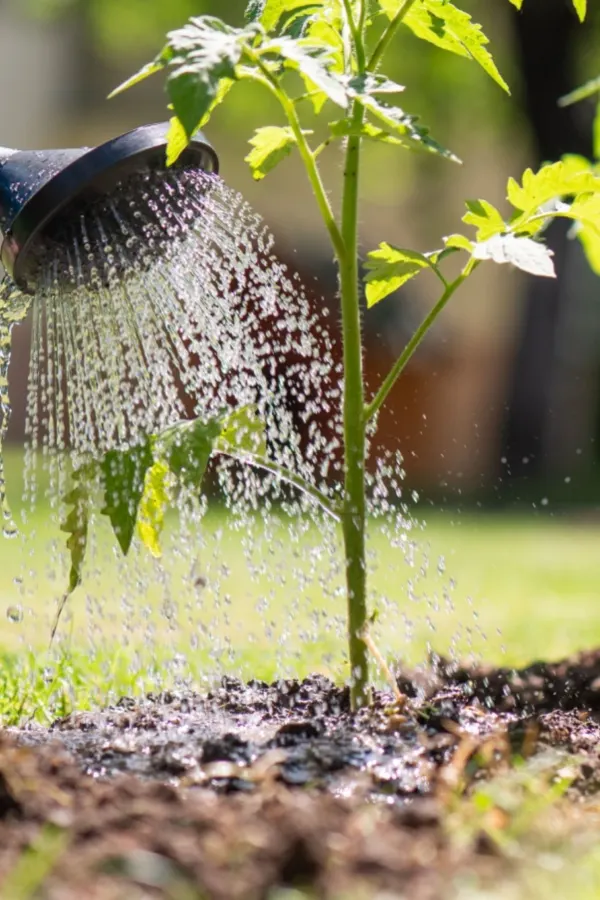 watering tomatoes
