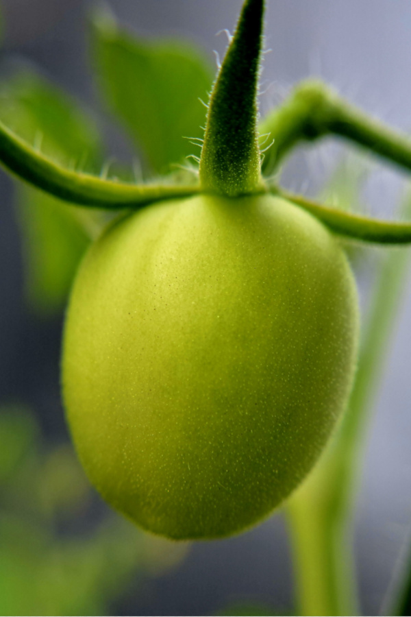 green tomatoes - remove early tomatoes