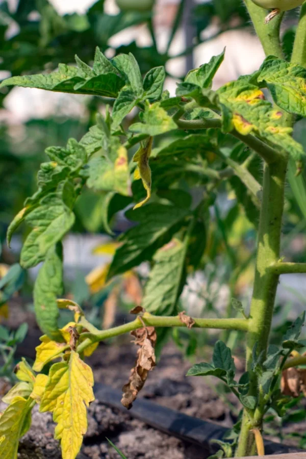 damaged leaves on wet tomato plant to keep it healthy