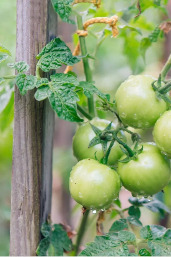 green tomatoes on stake