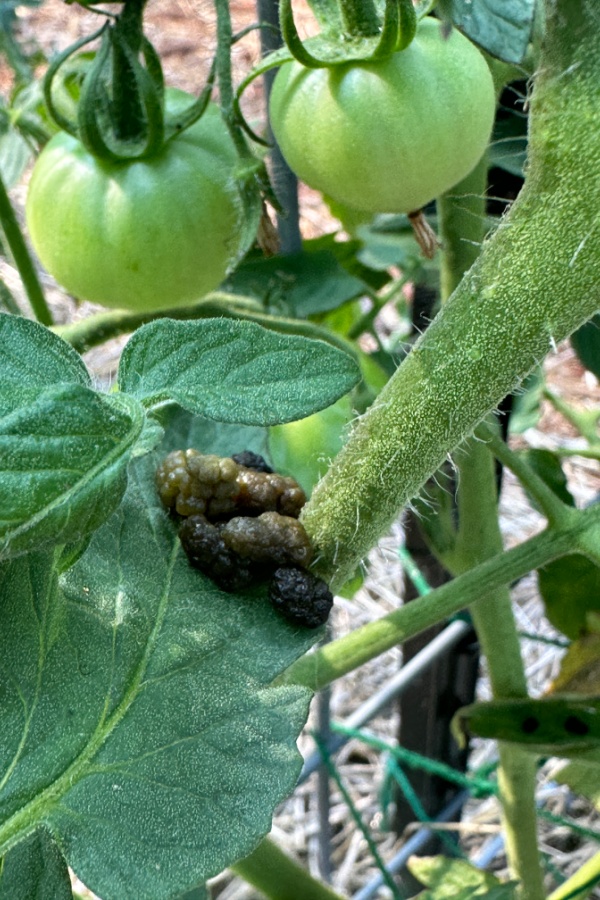 hornworm poop
