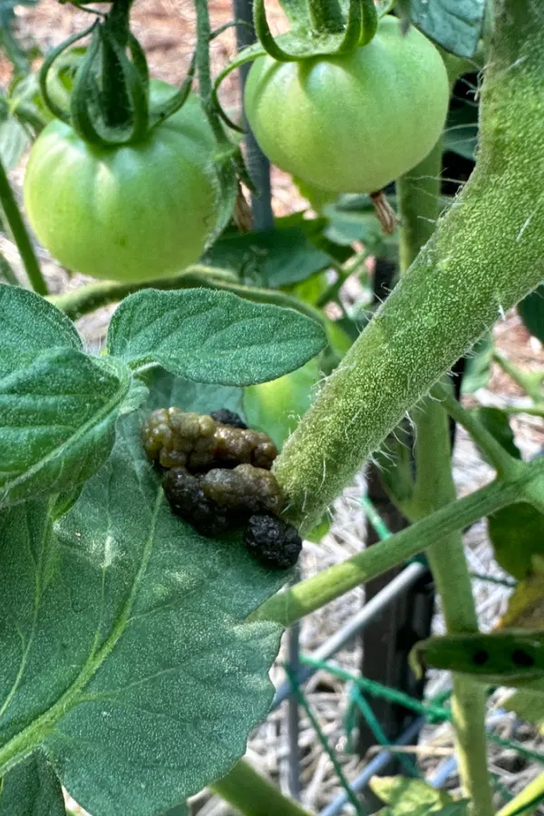 hornworm poop
