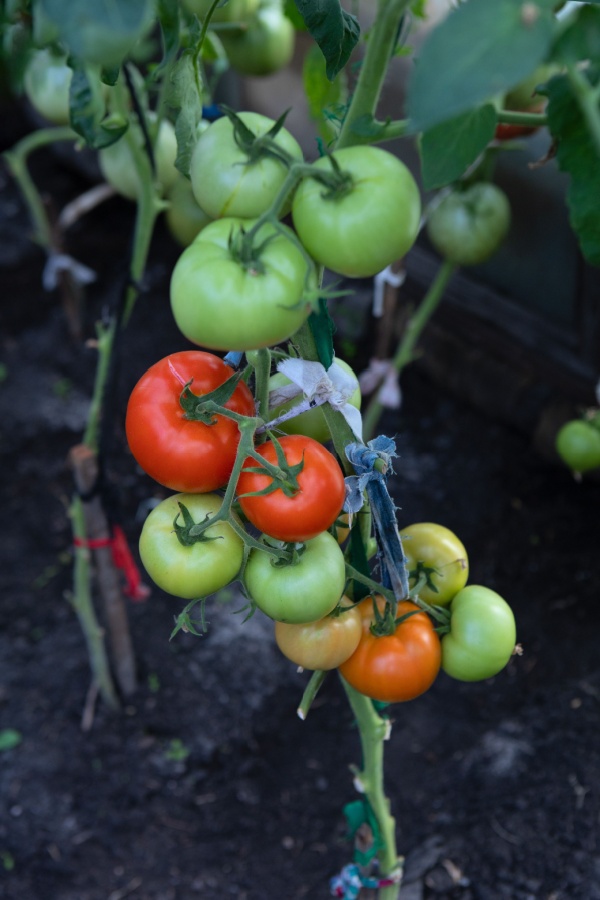 large tomatoes tied up on support