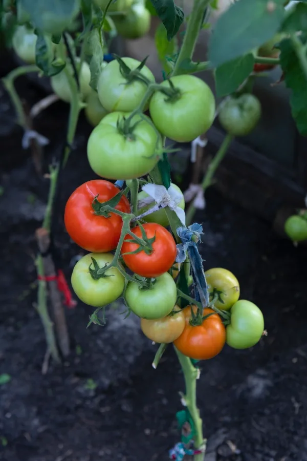large tomatoes tied up on support