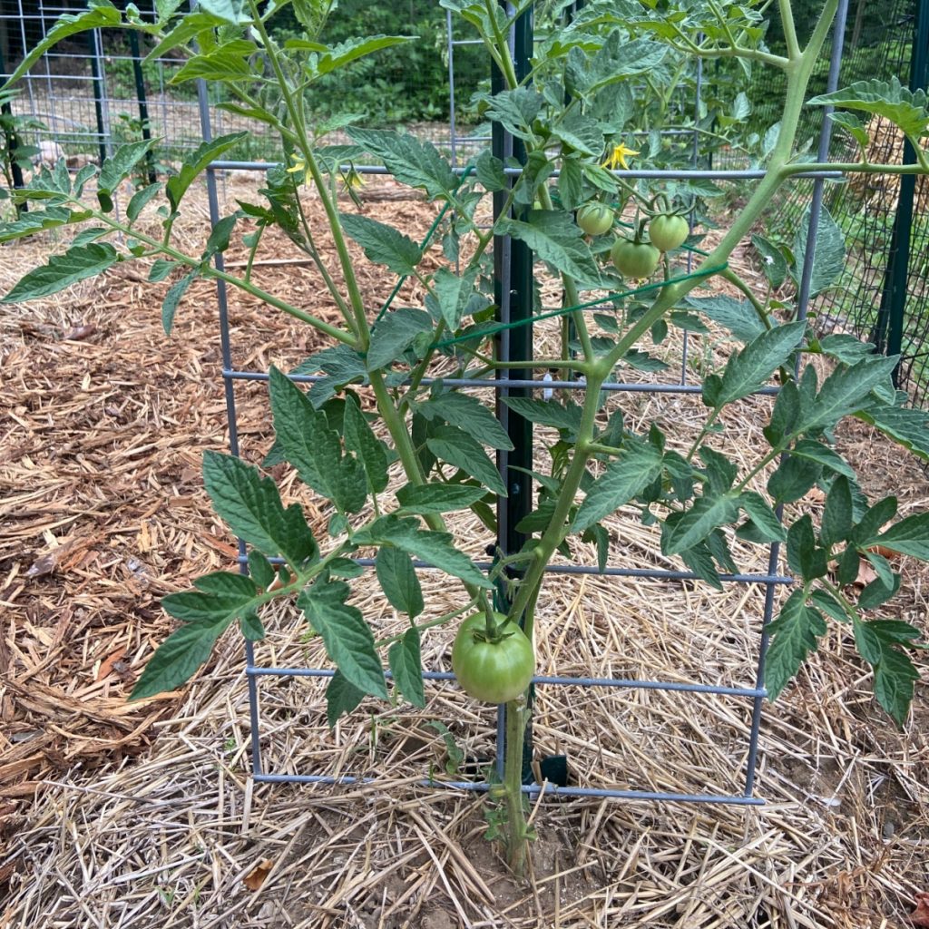 mid season tomato care plan