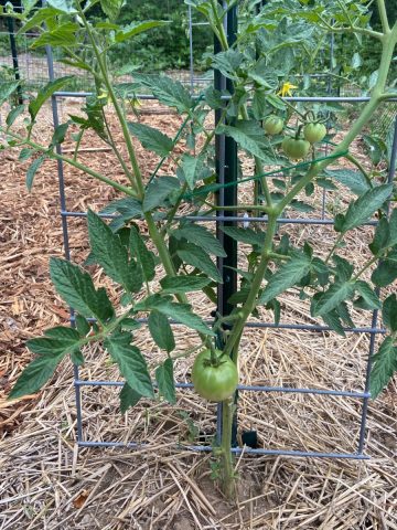 mid season tomato care plan