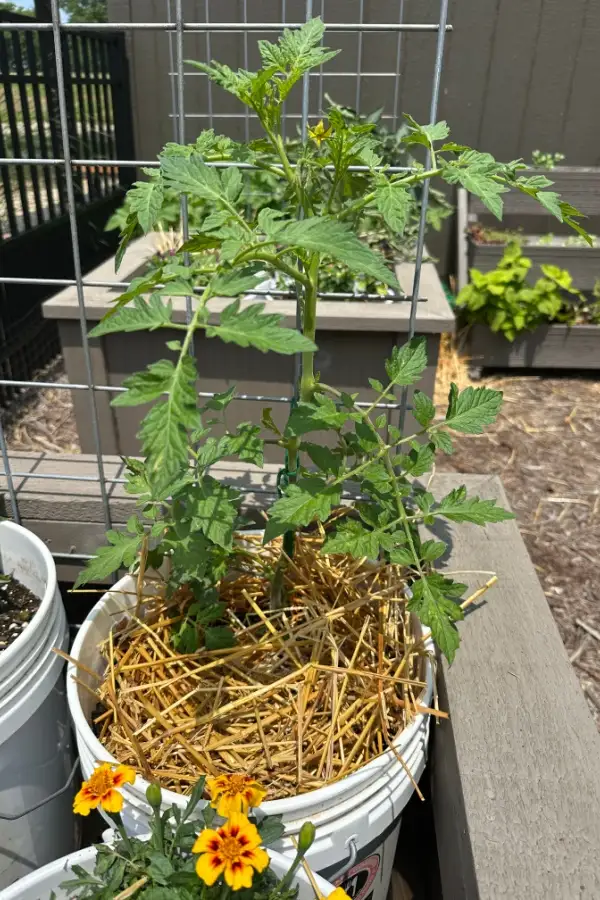 mulched tomato plant