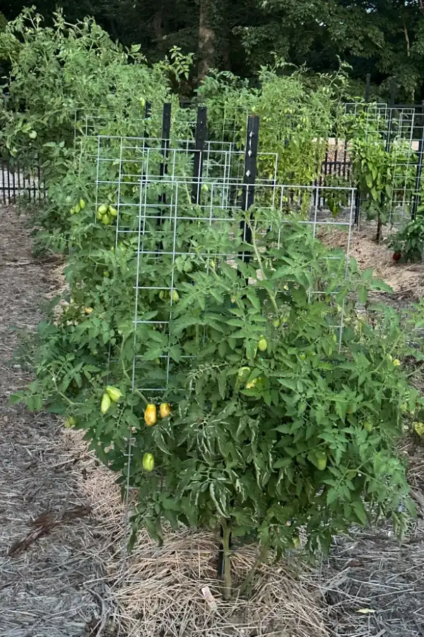overgrown garden plants