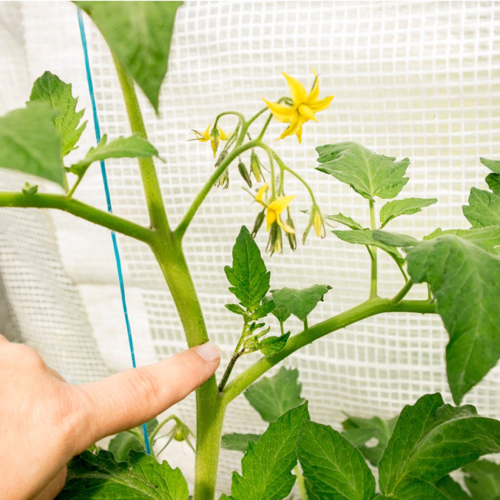 pruning off tomato suckers