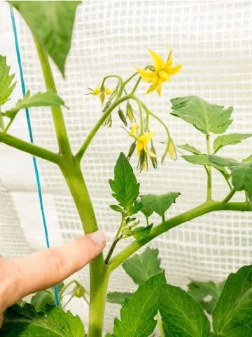 pruning off tomato suckers