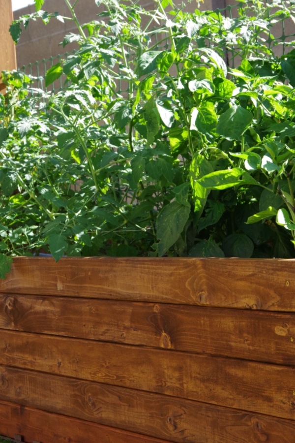raised bed tomato plant