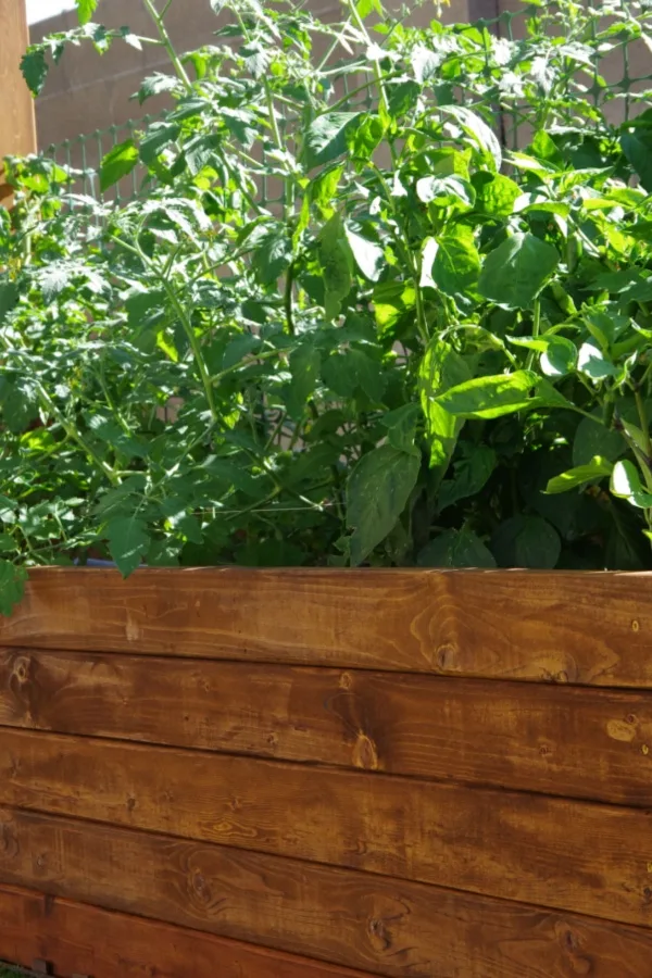 raised bed tomato plant