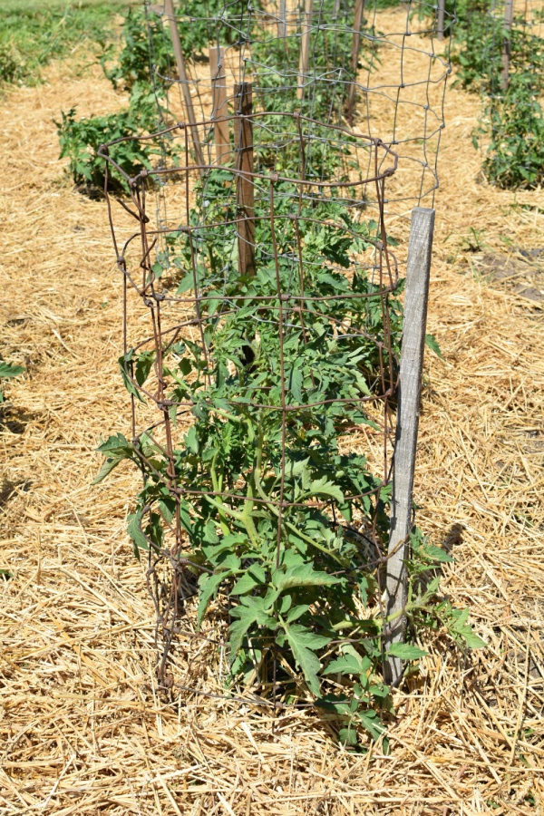 straw in garden
