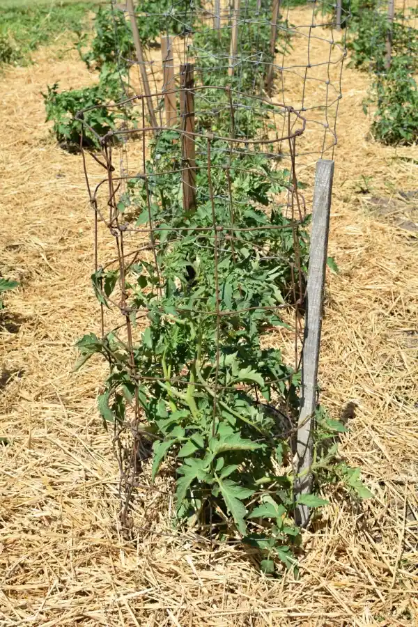 straw in garden